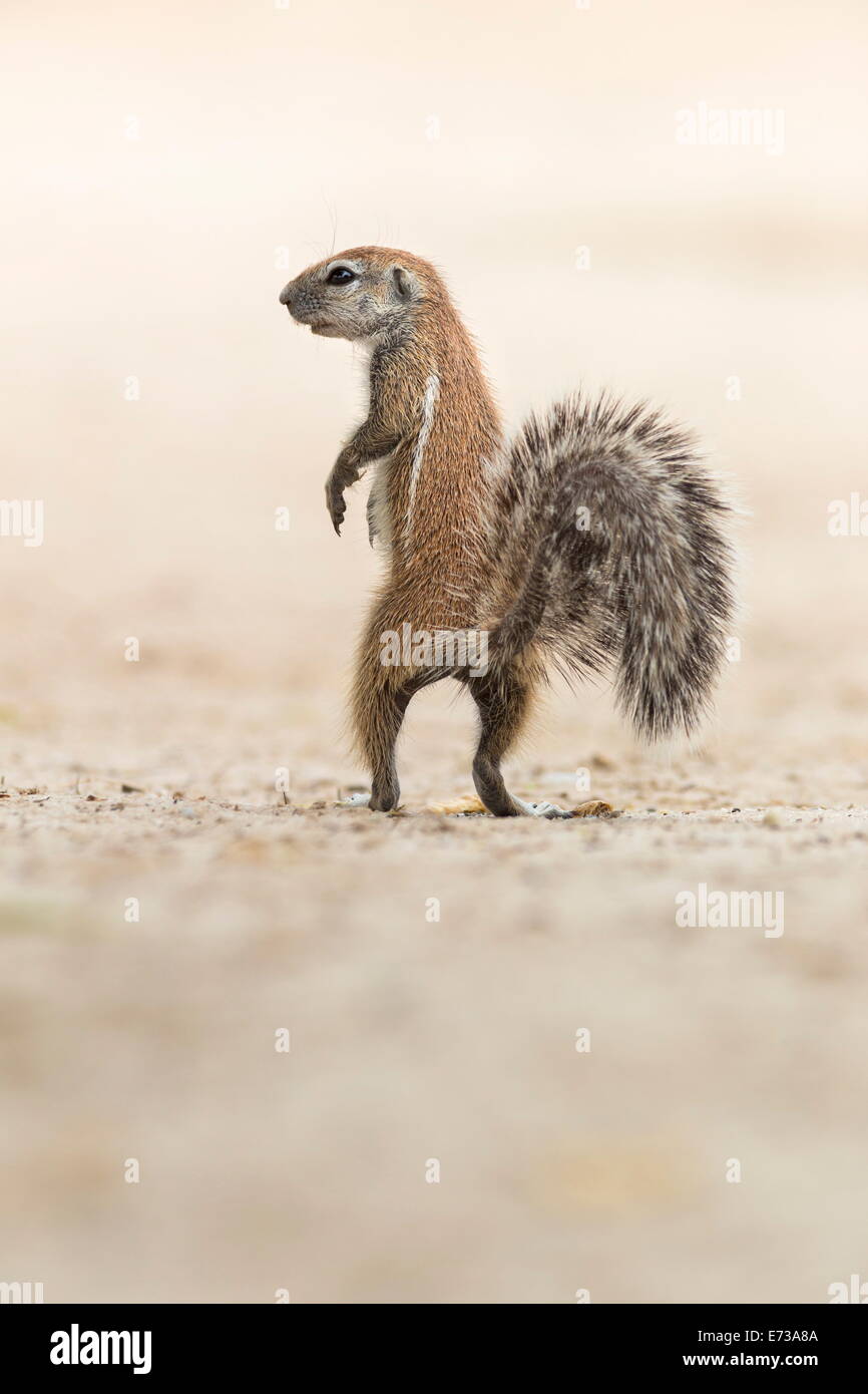 Ground squirrel (Xerus inauris) standing upright, Kgalagadi Transfrontier Park, Northern Cape, South Africa, Africa Stock Photo