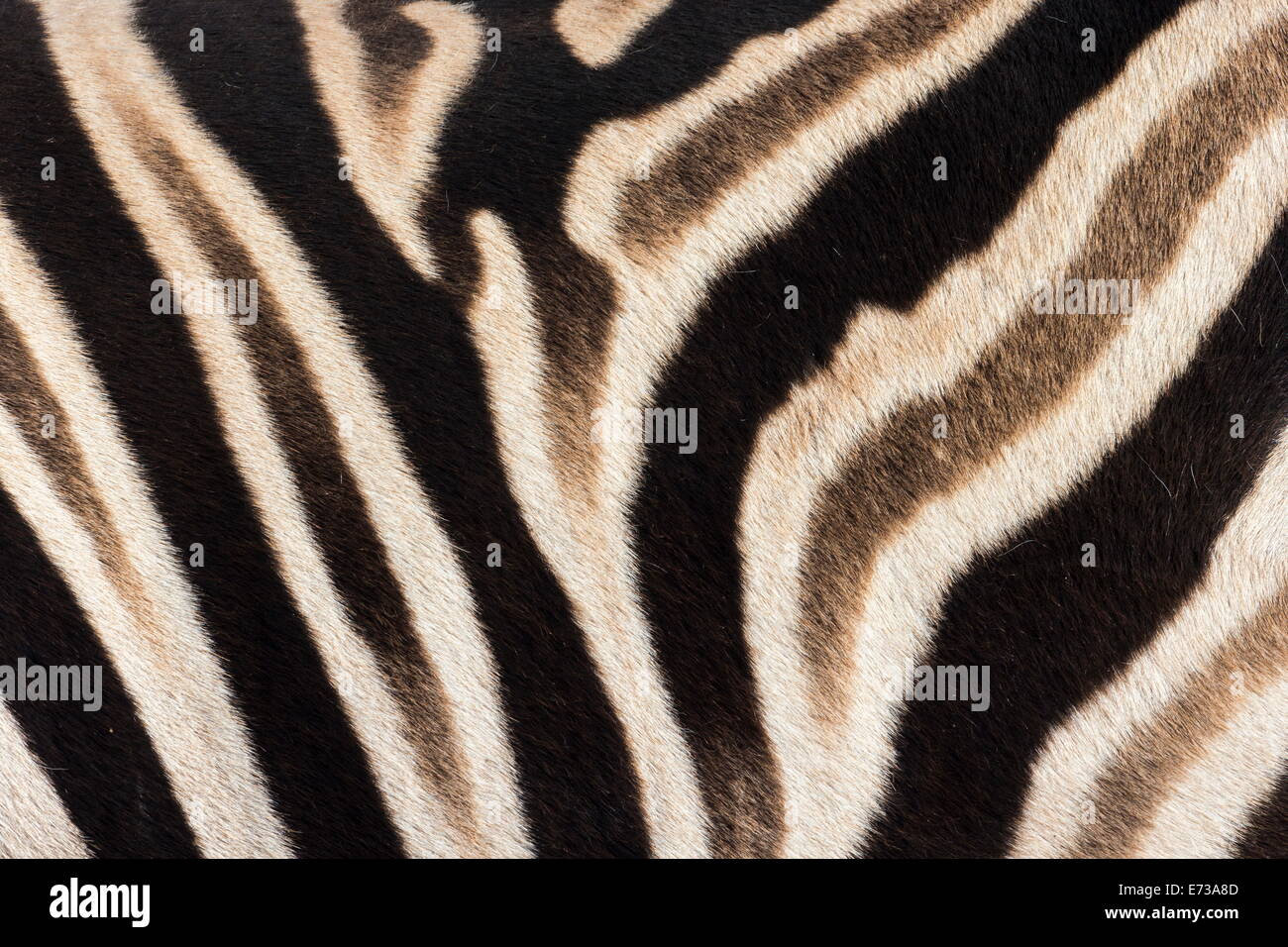 Plains zebra (Equua quagga burchelli) stripe pattern detail showing shadow stripe, South Africa, Africa Stock Photo