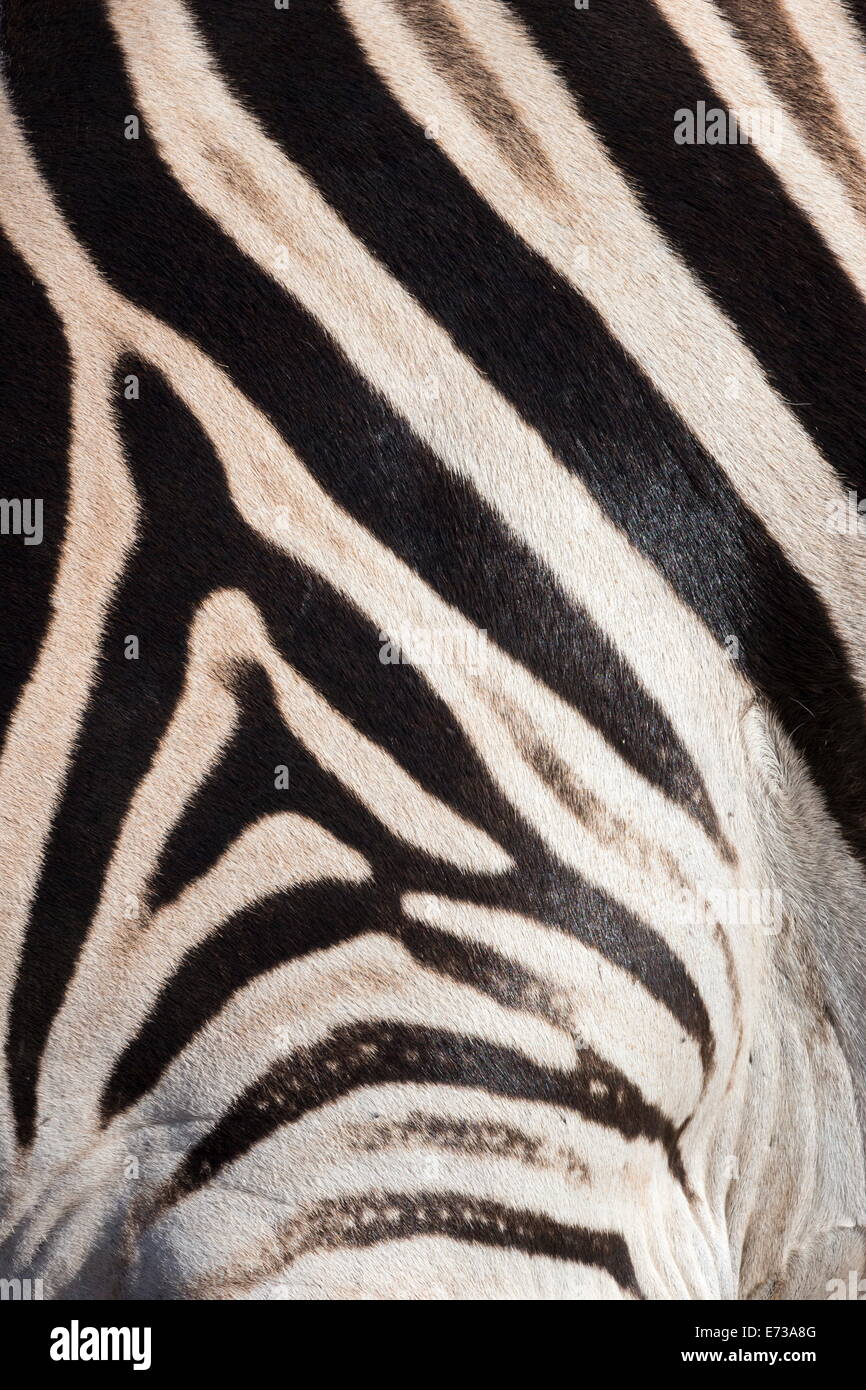 Plains zebra (Equua quagga burchelli) stripe pattern detail showing shadow stripe, South Africa, Africa Stock Photo