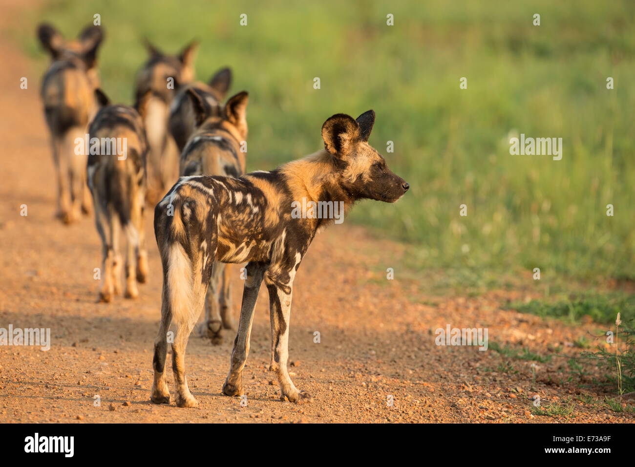 African wild dogs (Lycaon pictus), Madikwe Game Reserve, North West province, South Africa, Africa Stock Photo