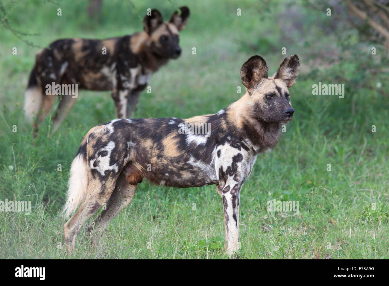 African wild dogs (Lycaon pictus), Madikwe Game Reserve, North West