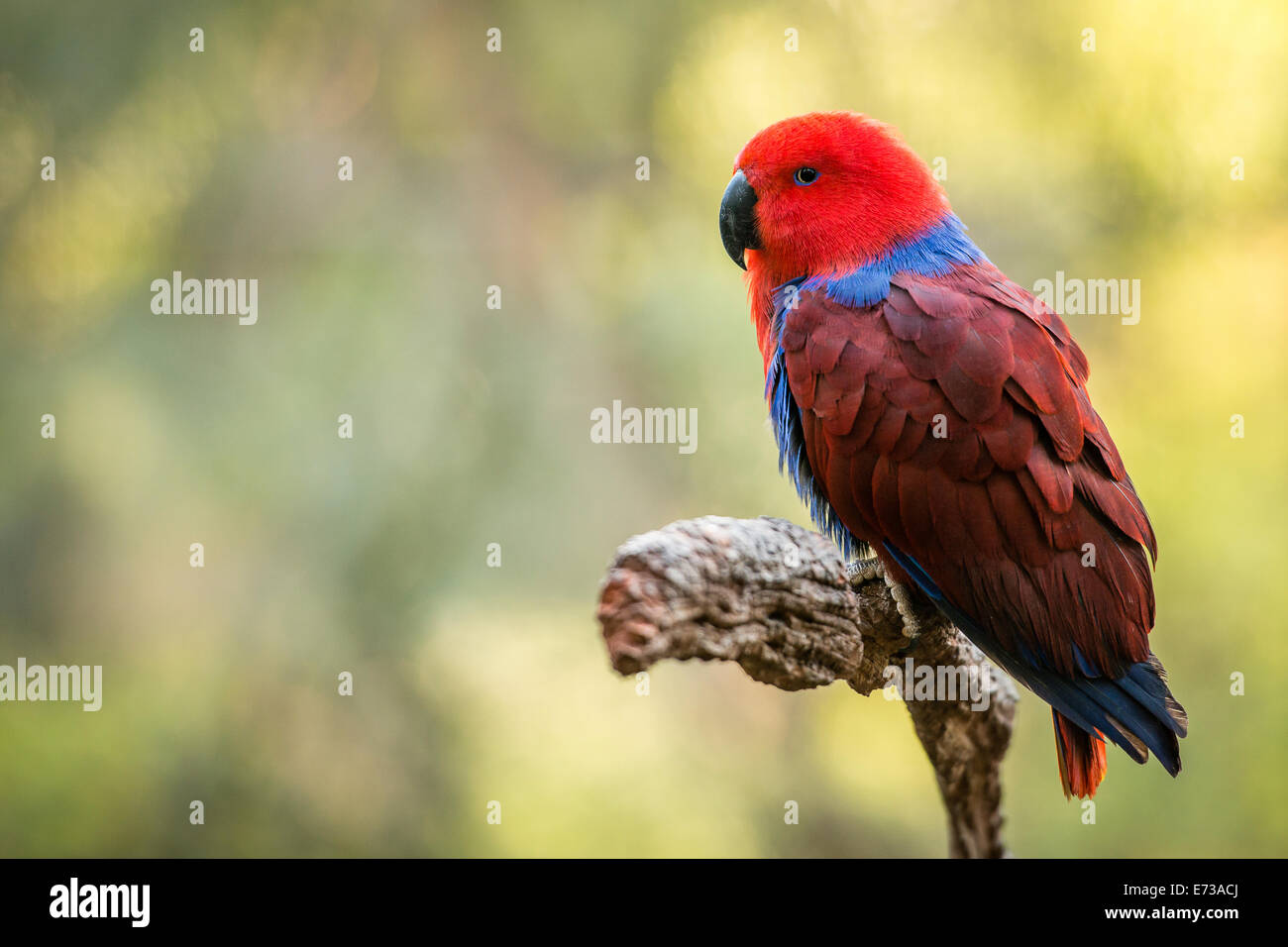 Female Eclectus Roratus parrot is mostly bright red and purple or blue plumage. Photographed using Nikon-D800E. Stock Photo