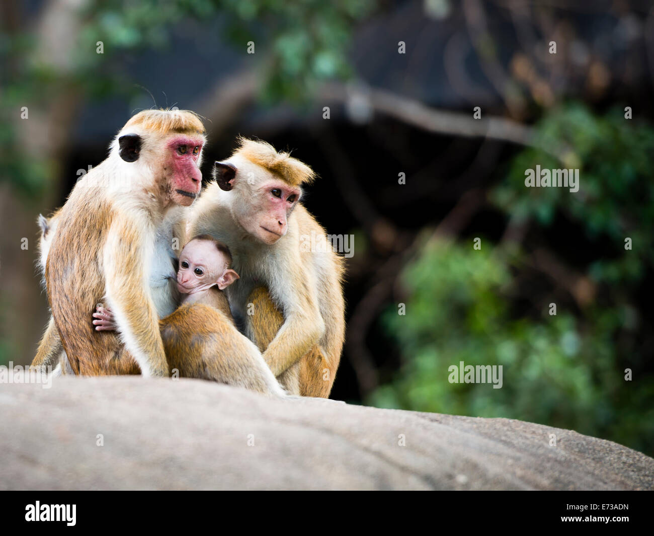 Family of Macaque monkeys, breastfeeding their young one. Photographed using Nikon-D800E. Stock Photo
