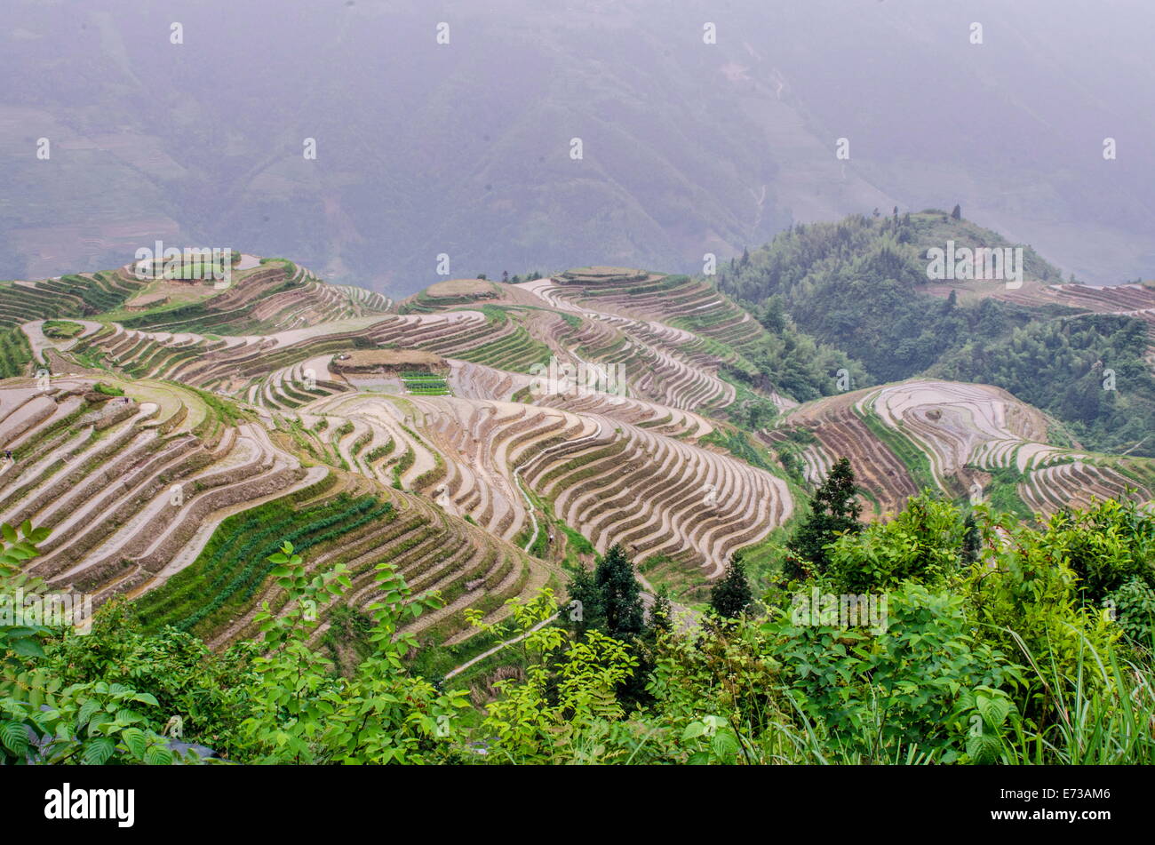 Rice terraces in Longshchen Rice terraces in Longshchen