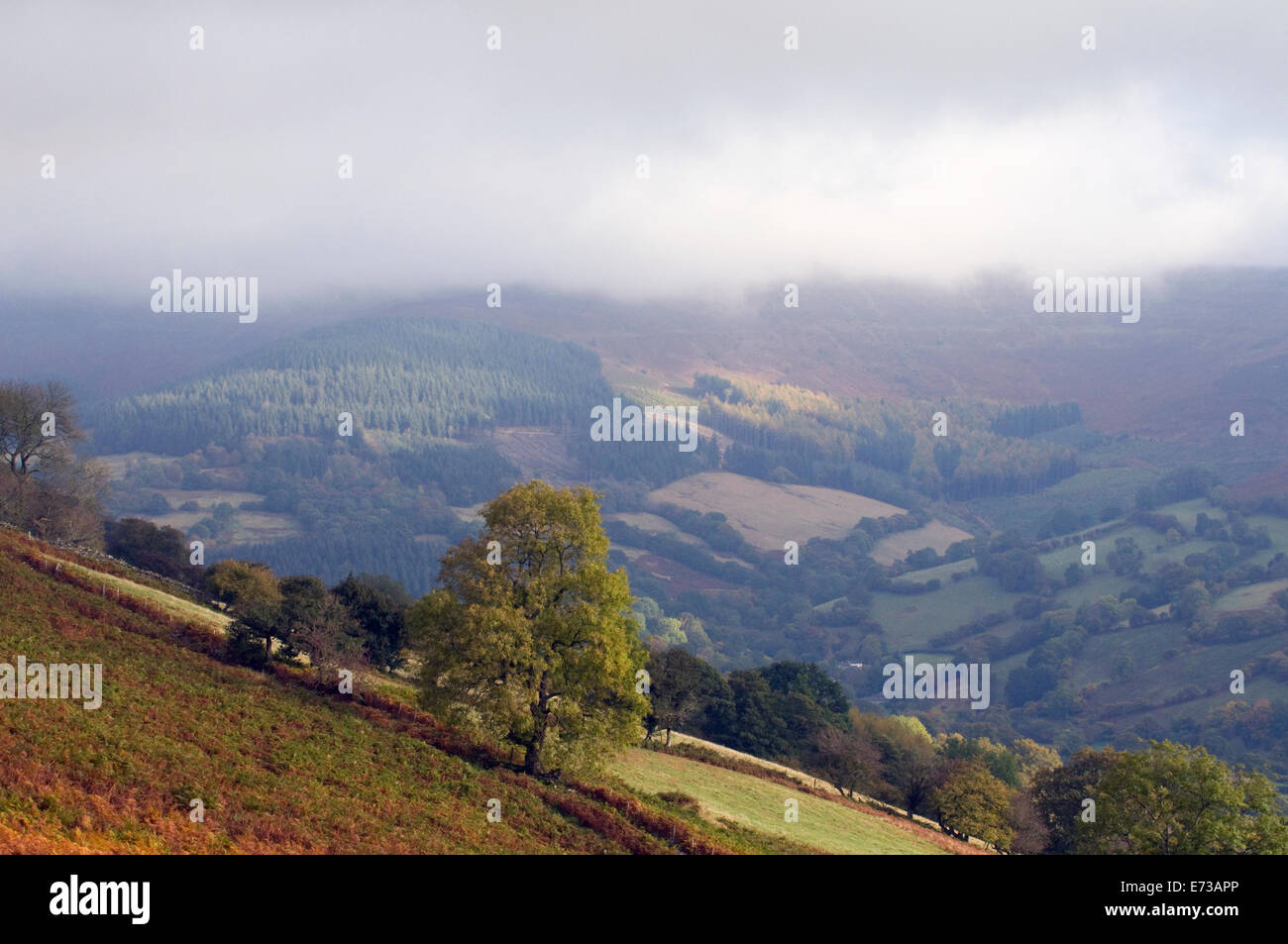 Fertile Lake District green woodland, fields and pasture land set amid mist & heather covered rolling hills and morning sunlit Stock Photo