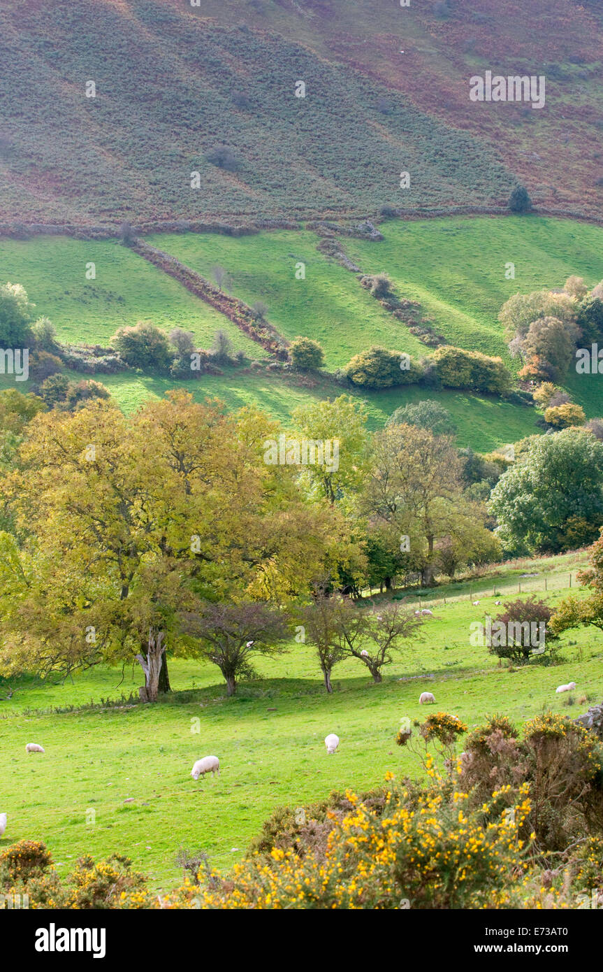 Sunlit rolling Welsh hills & woodland agricultural rural idle UK Stock Photo