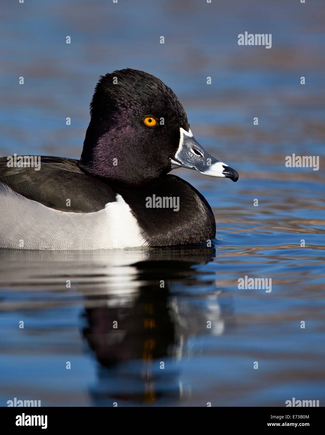 Ring-necked duck (Aythya collaris) swimming, Clark County, Nevada, United States of America, North America Stock Photo