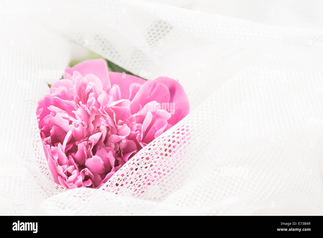 Close up of blooming pink peony flower in white lace Stock Photo