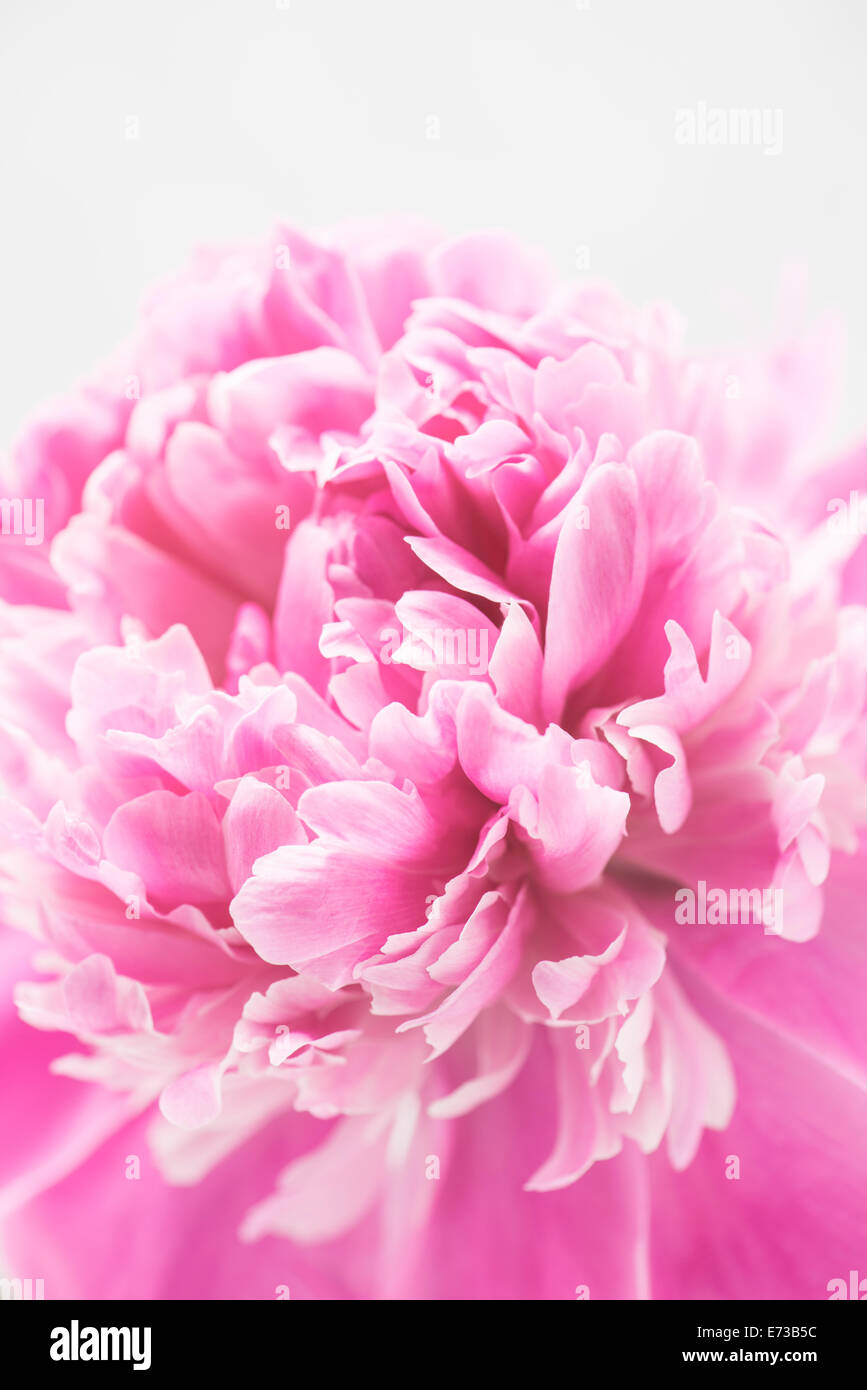 Close up of blooming pink peony flower Stock Photo