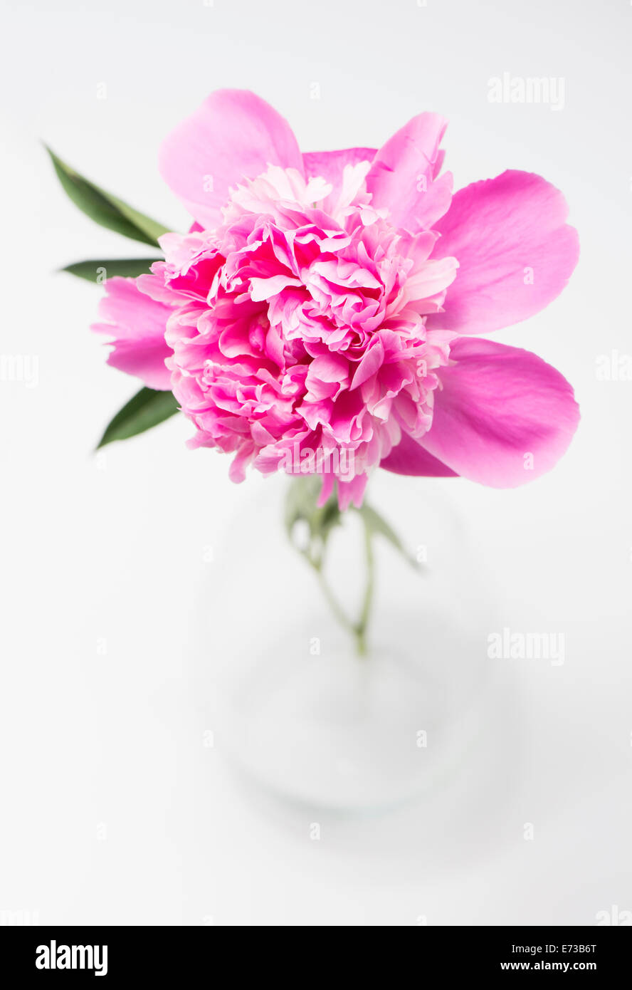 Close up of blooming pink peony flower in glass vase Stock Photo