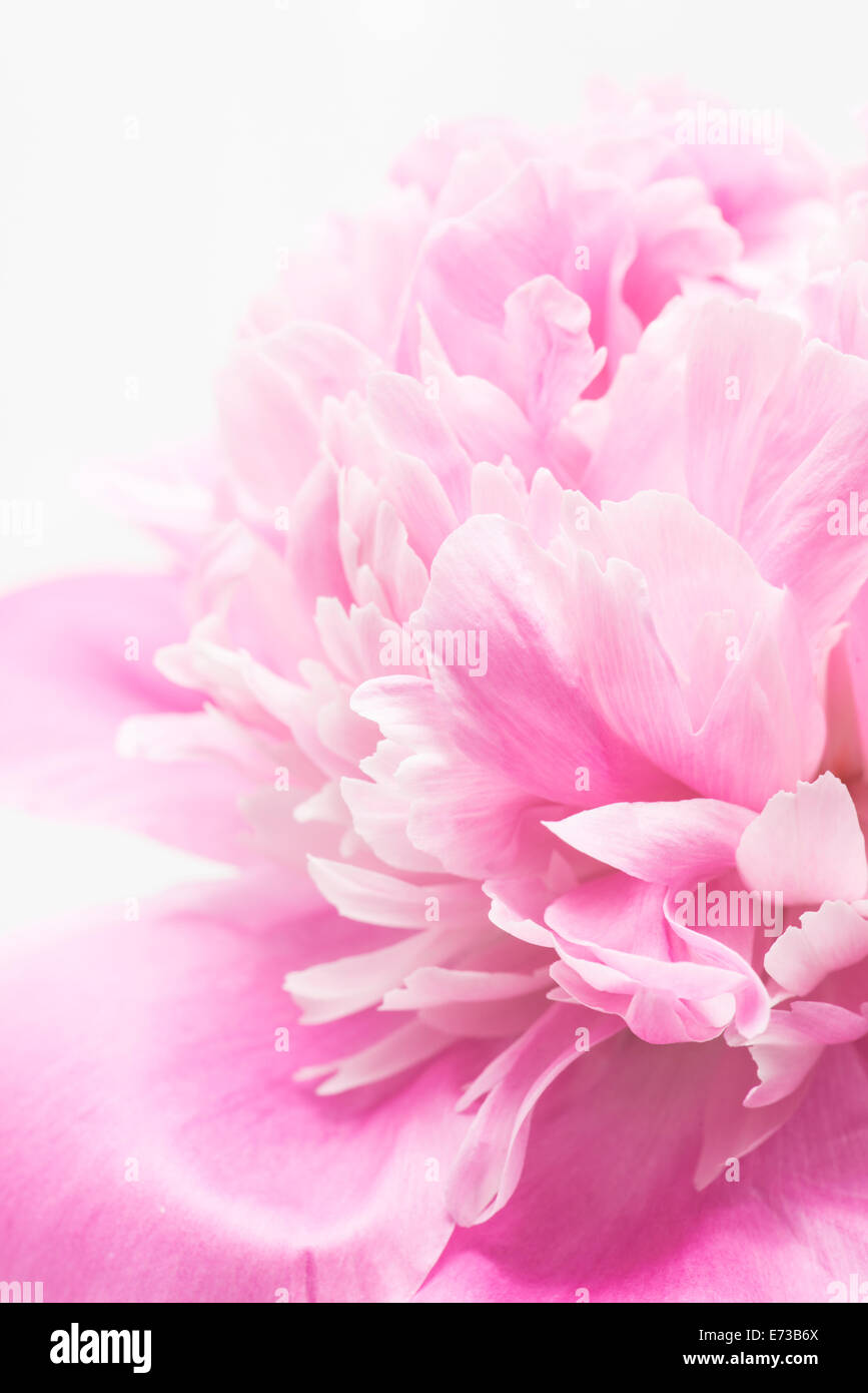 Close up of blooming pink peony flower Stock Photo