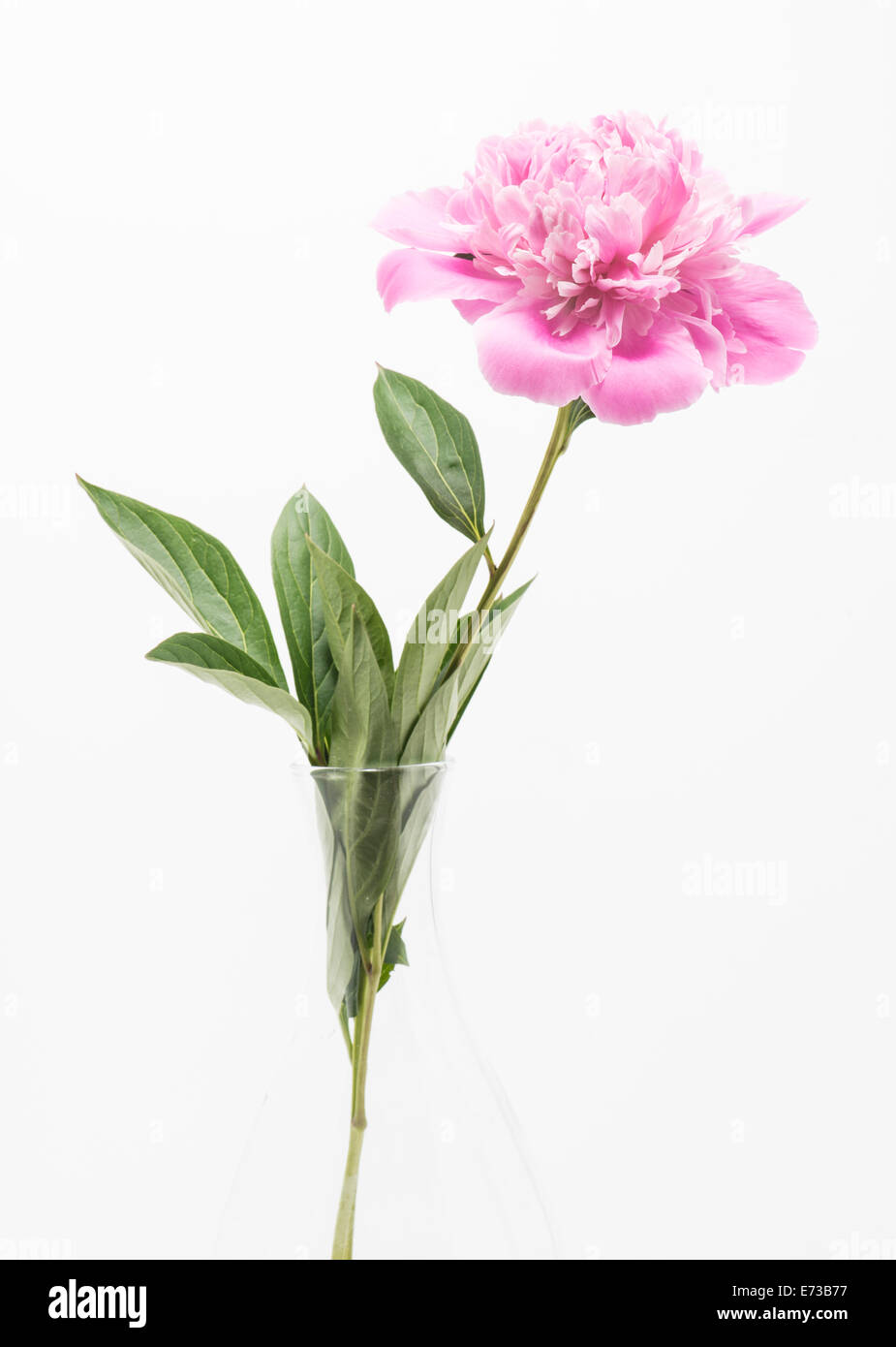 Close up of blooming pink peony flower in glass vase Stock Photo