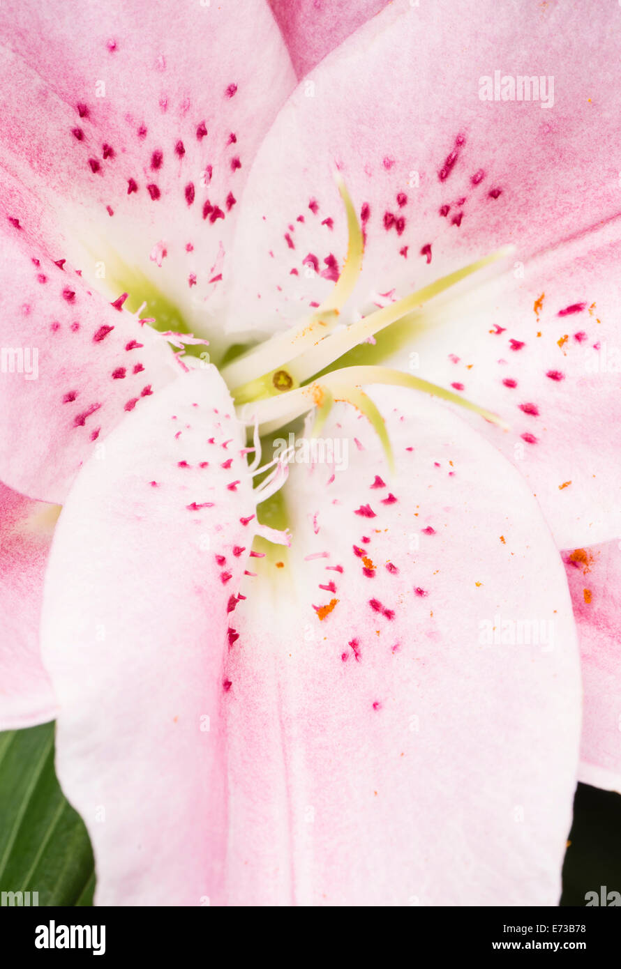 Macro shot of pink lily flower Stock Photo