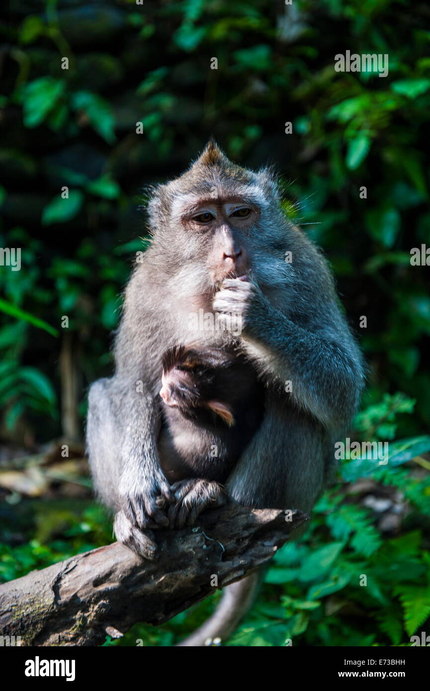 Crabeating macaque (Macaca fascicularis), Monkey Forest, Ubud, Bali