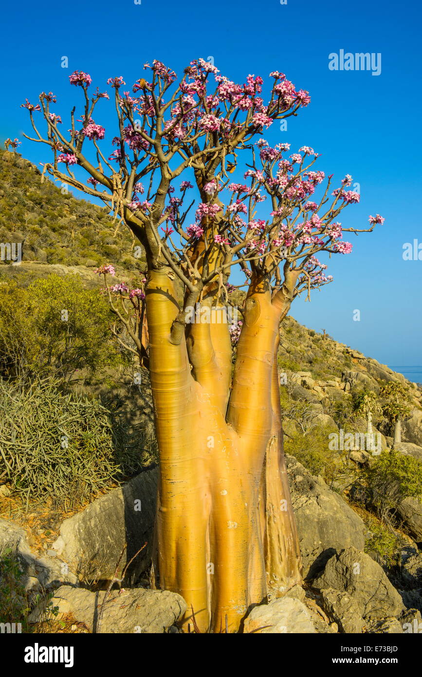 Bottle tree in bloom (Adenium obesum), endemic tree of Socotra, island