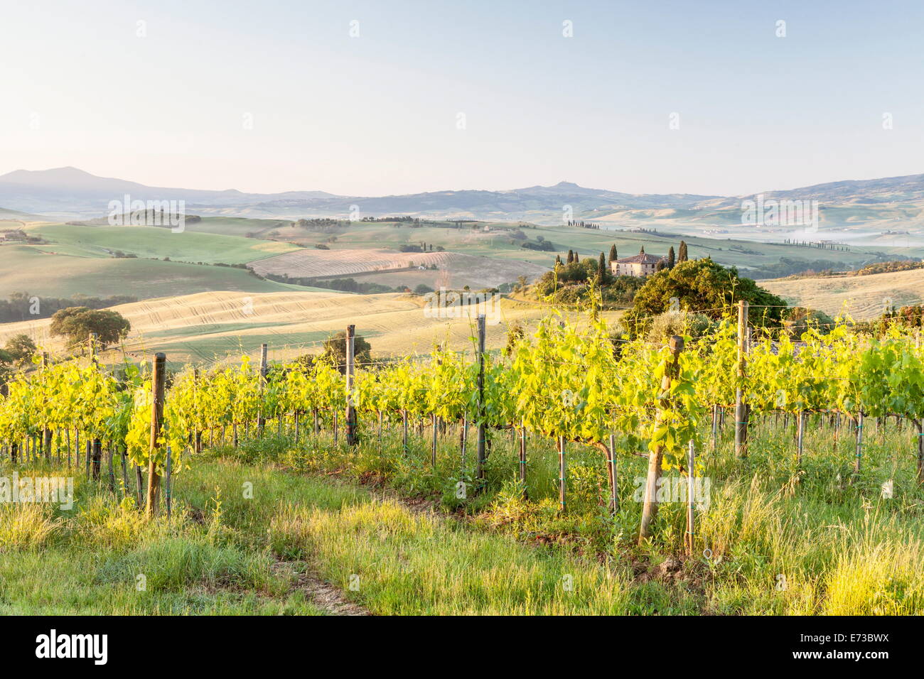 Vineyards and Il Belvedere on the Val d'Orcia, UNESCO World Heritage Site, Tuscany, Italy, Europe Stock Photo