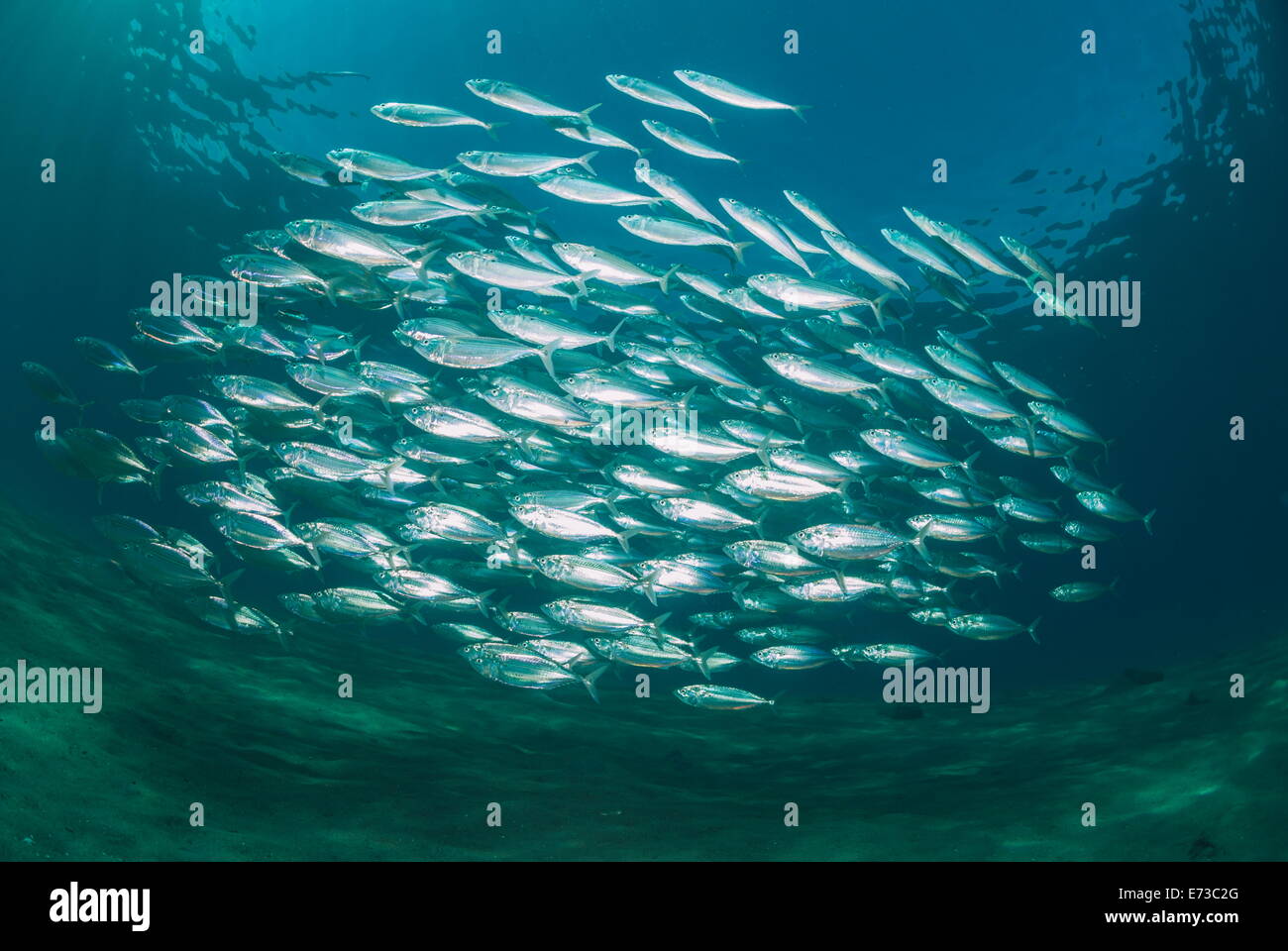 Small school of Indian mackerel in shallow water, Naama Bay, Sharm El Sheikh, Red Sea, Egypt, North Africa Stock Photo