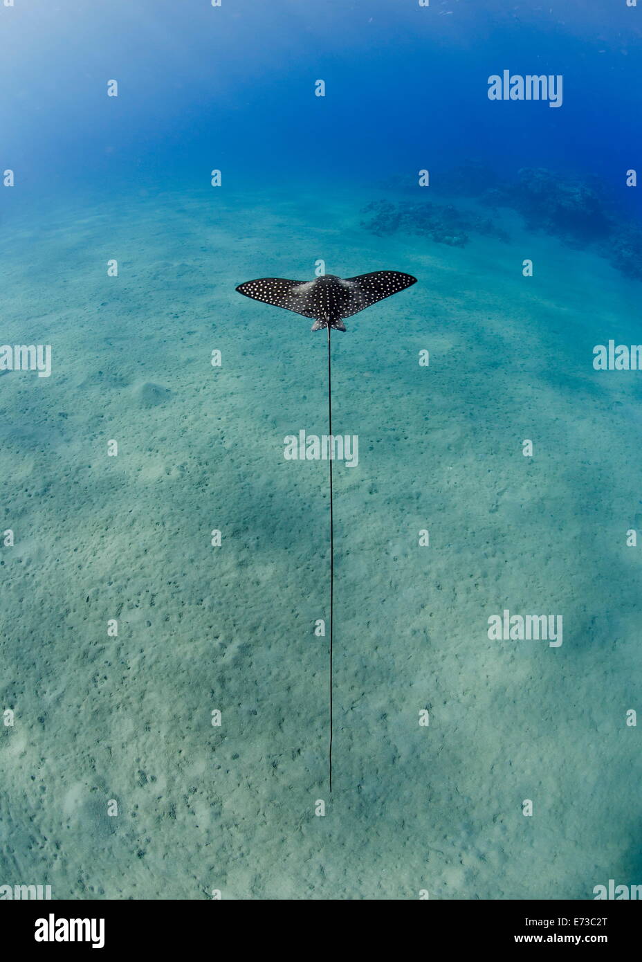 Spotted eagle ray juvenile over sandy ocean floor, from above, Naama Bay, Sharm El Sheikh, Red Sea, Egypt, North Africa Stock Photo