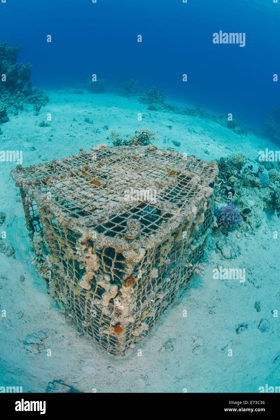 Underwater view of a coral encrusted lobster pot on sandy ocean floor