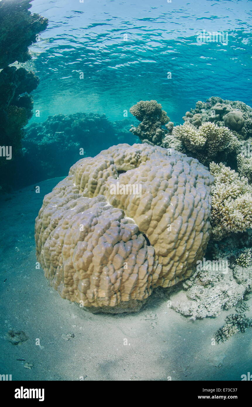 Mountain coral (porites lutea), Ras Mohammed National Park, Sharm El Sheikh, Red Sea, Egypt, North Africa, Africa Stock Photo