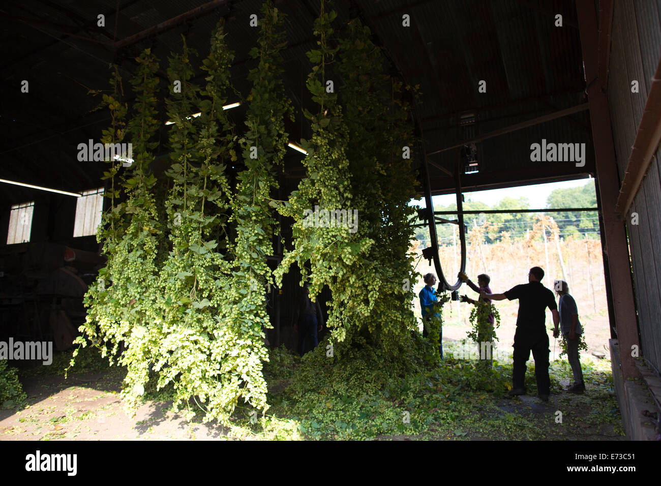 Hops being harvested ready to be exported to breweries for beer production, Hampton Estate, Surrey Hills, England, UK Stock Photo