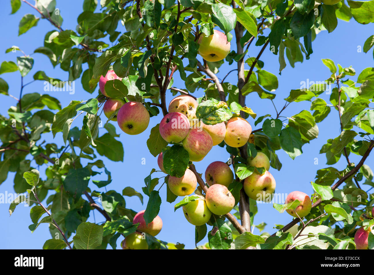 Apples autumn harvest hi-res stock photography and images - Alamy