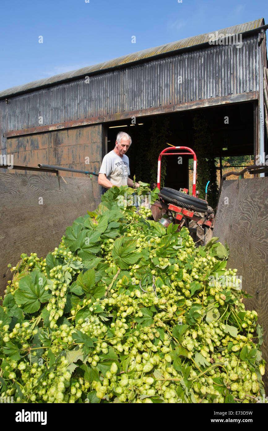 Hops Uk Hops being harvested ready to be exported to breweries for beer ...