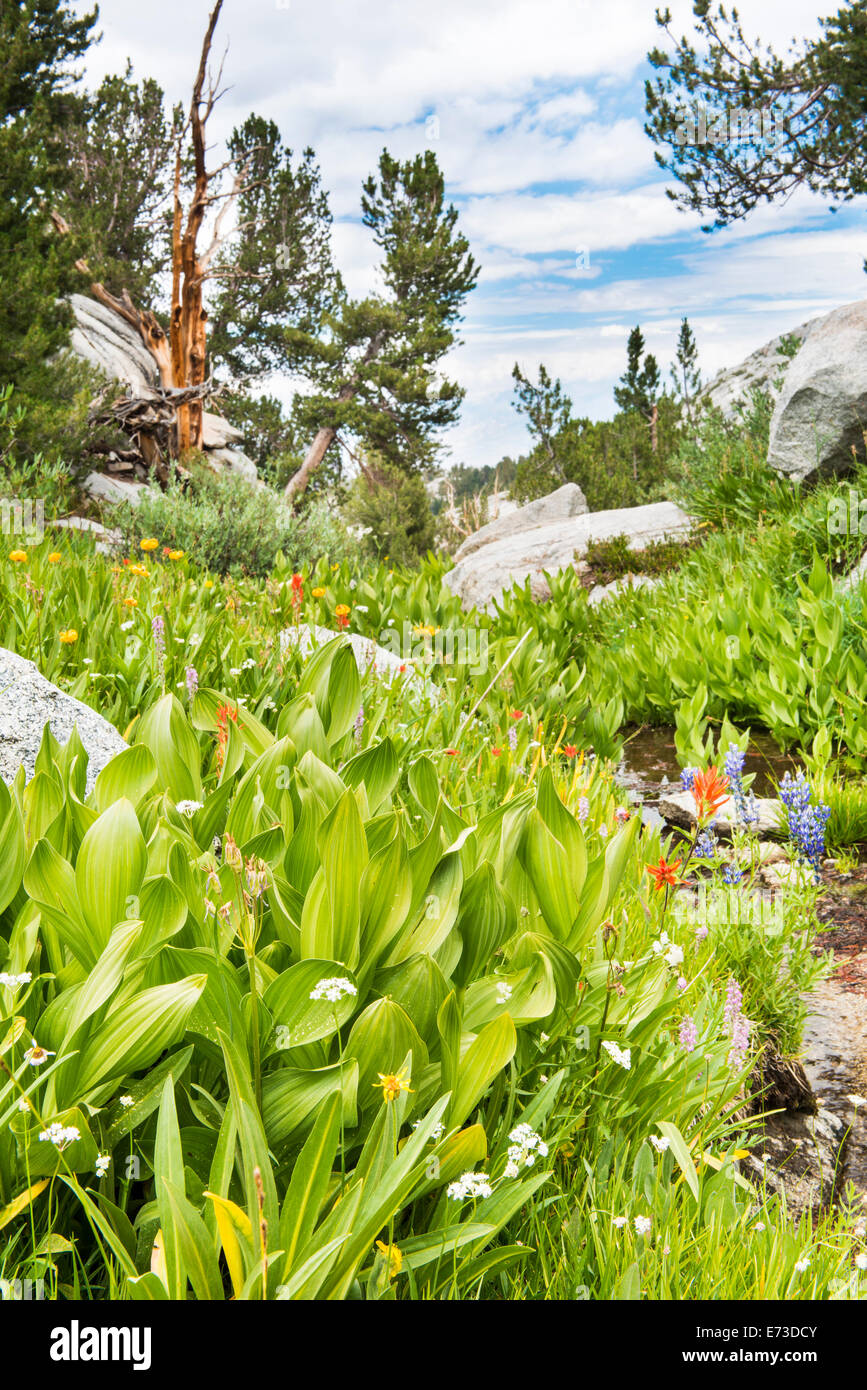 Corn Lily and wildflowers with blue skys High Sierra Stock Photo