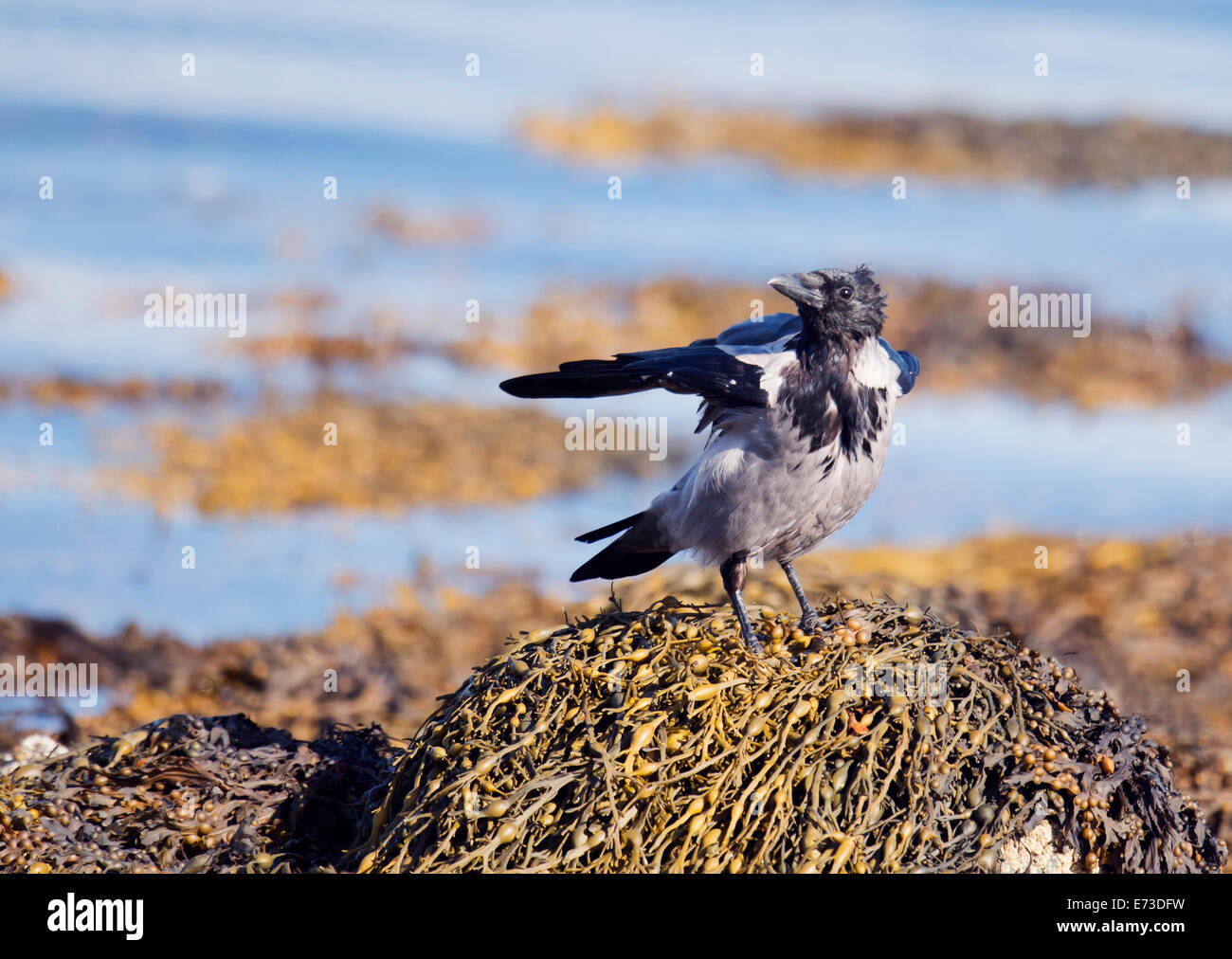 Hooded crow, Corvus cornix perched on rock alongside sea loch on the Isle of Mull, Scotland Stock Photo