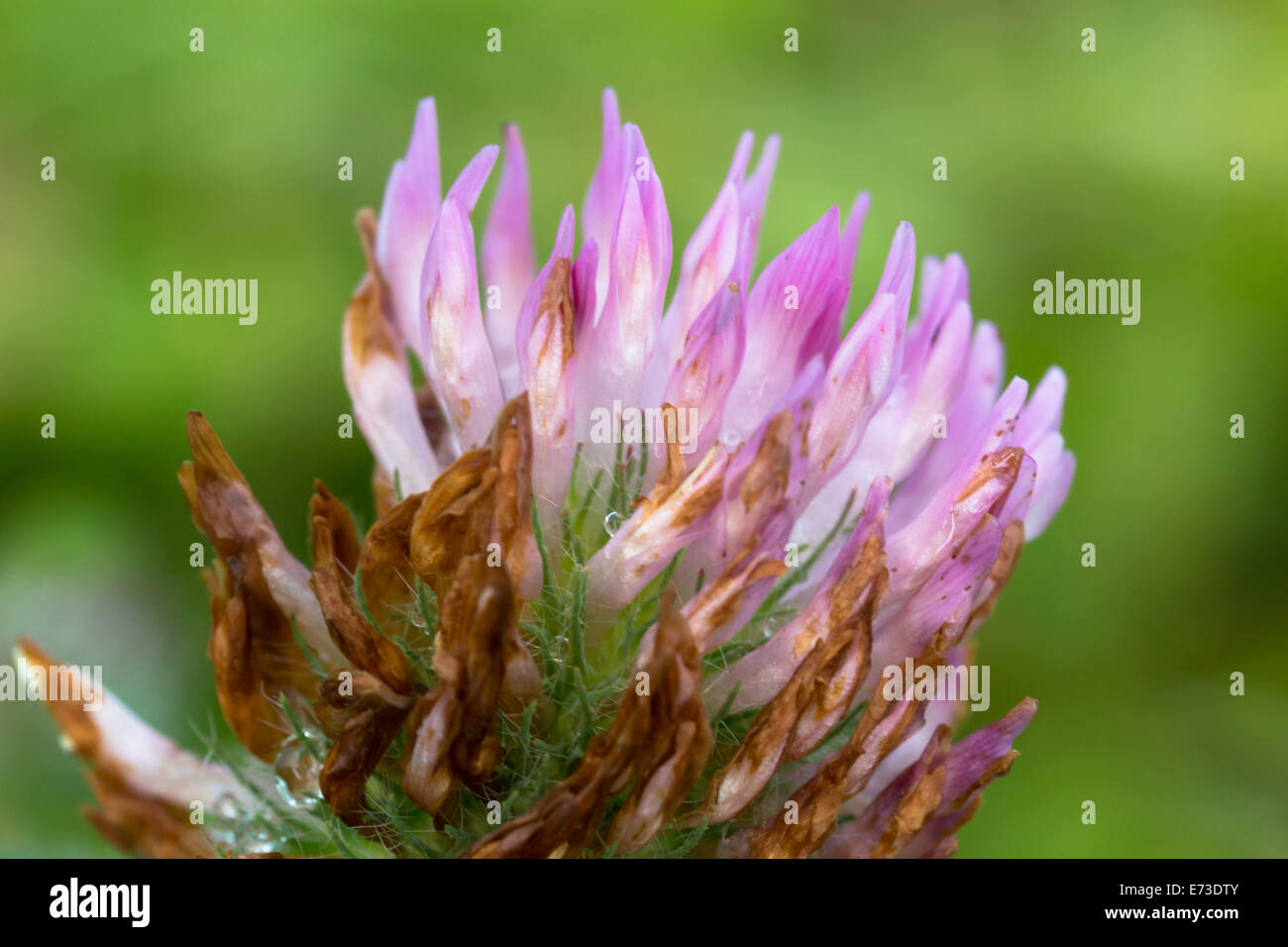 withered clover, Trifolium sp. Stock Photo