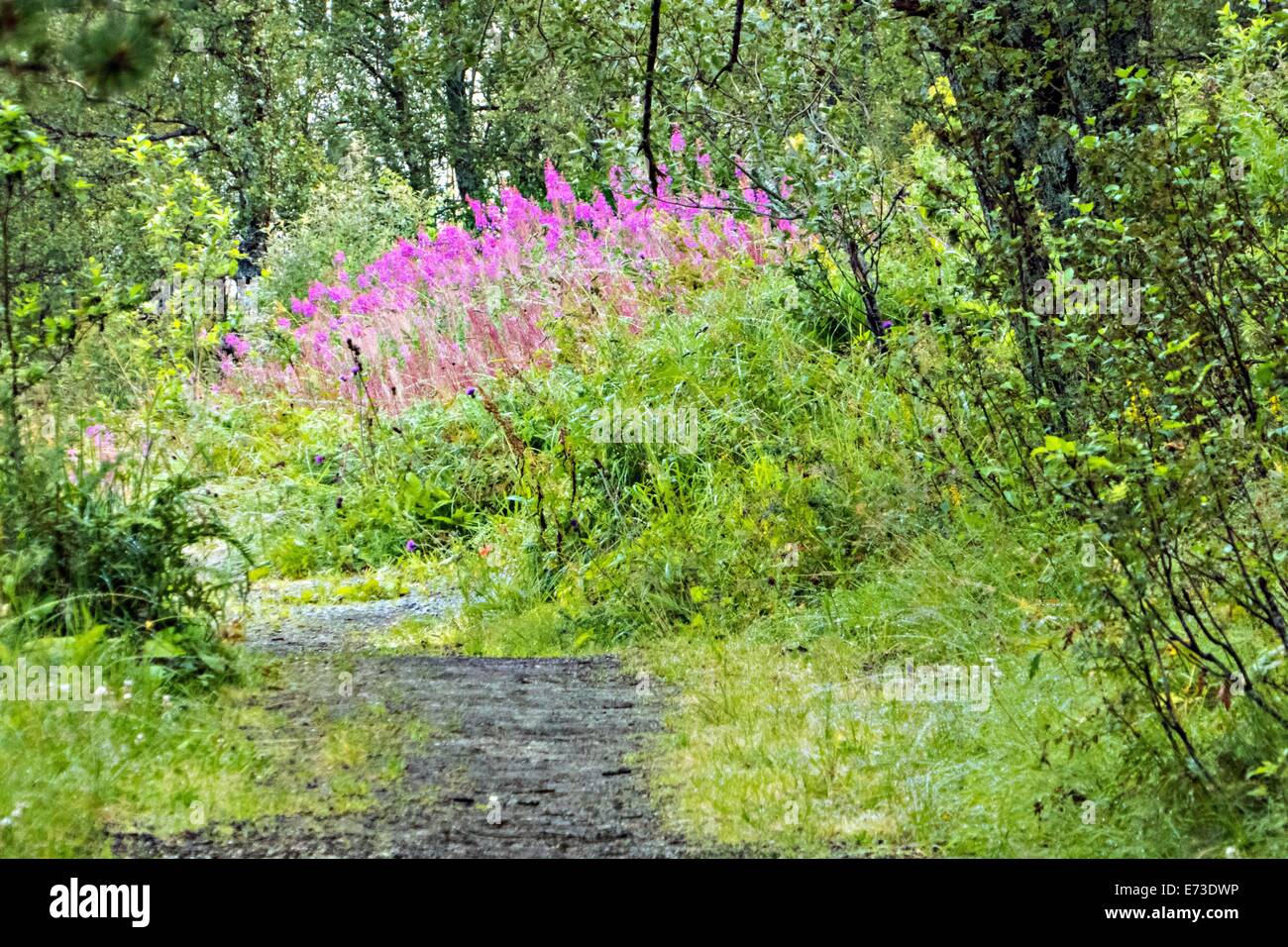 forest track with fireweed, Epilobium sp. Stock Photo