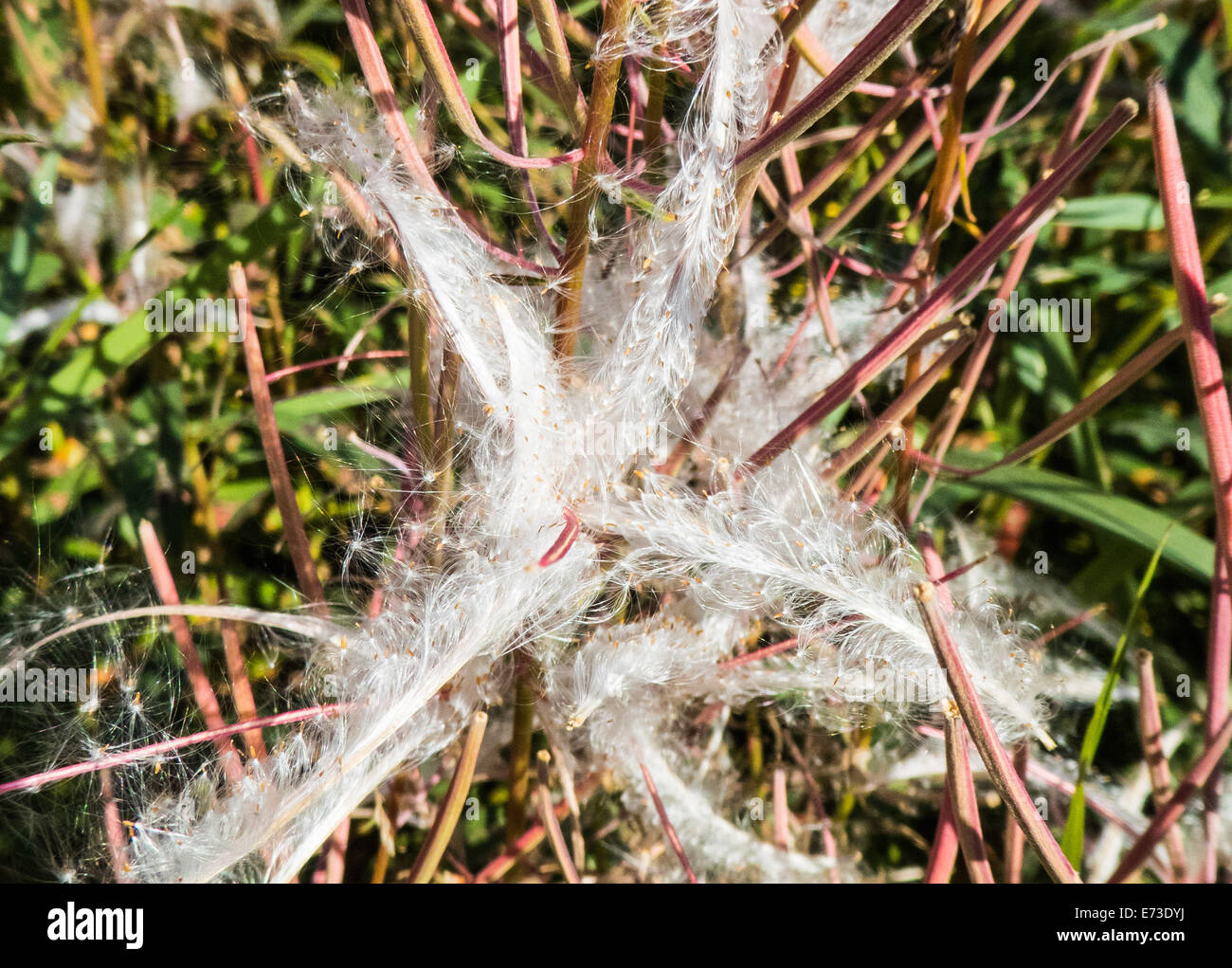 fireweed seeds, Epilobium sp. Stock Photo