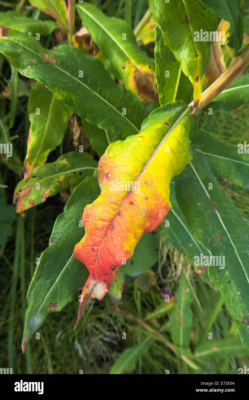 colourful autumn leaf, Epilobium sp. Stock Photo