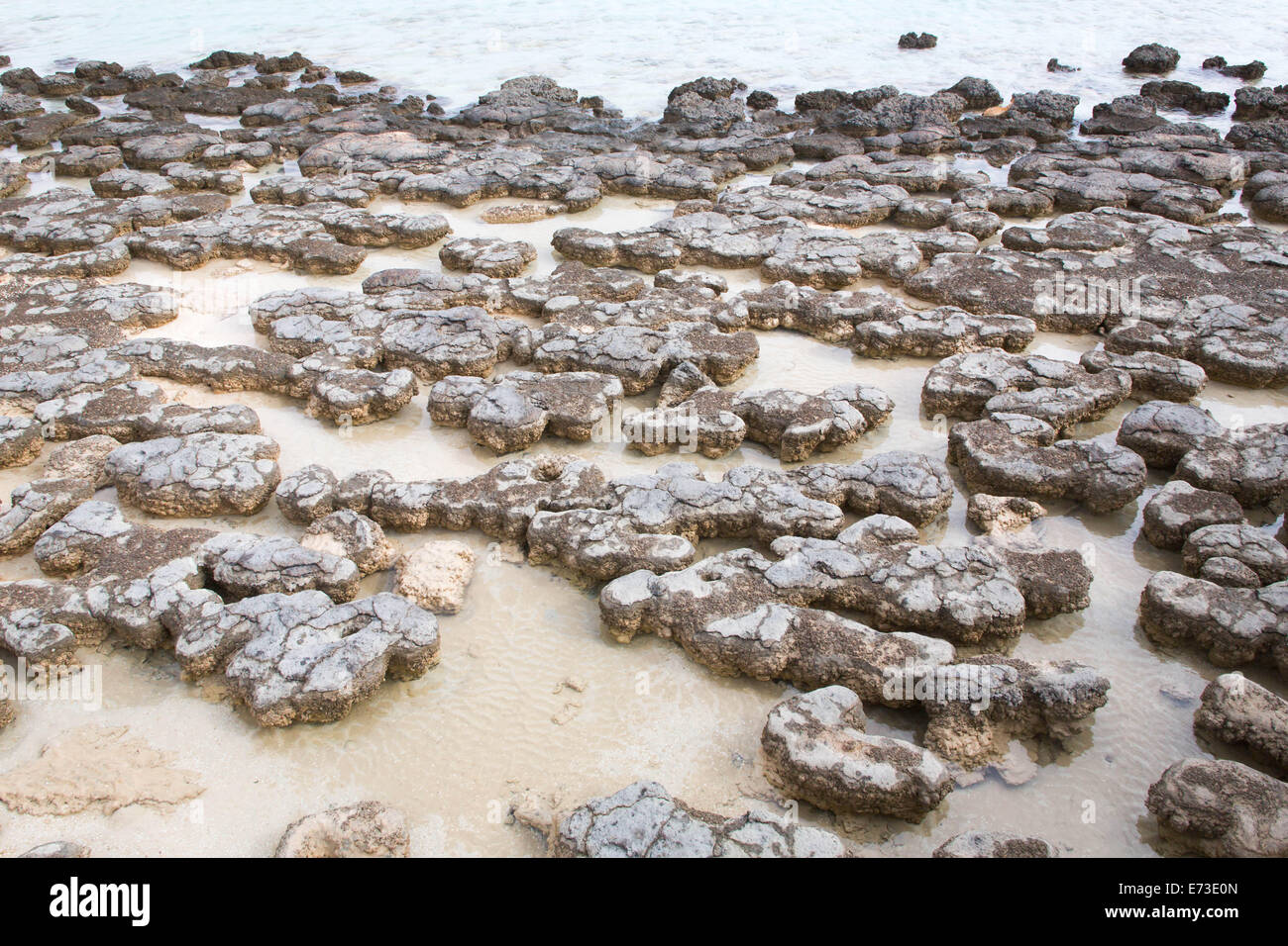Stromatolites in Shark Bay Stock Photo