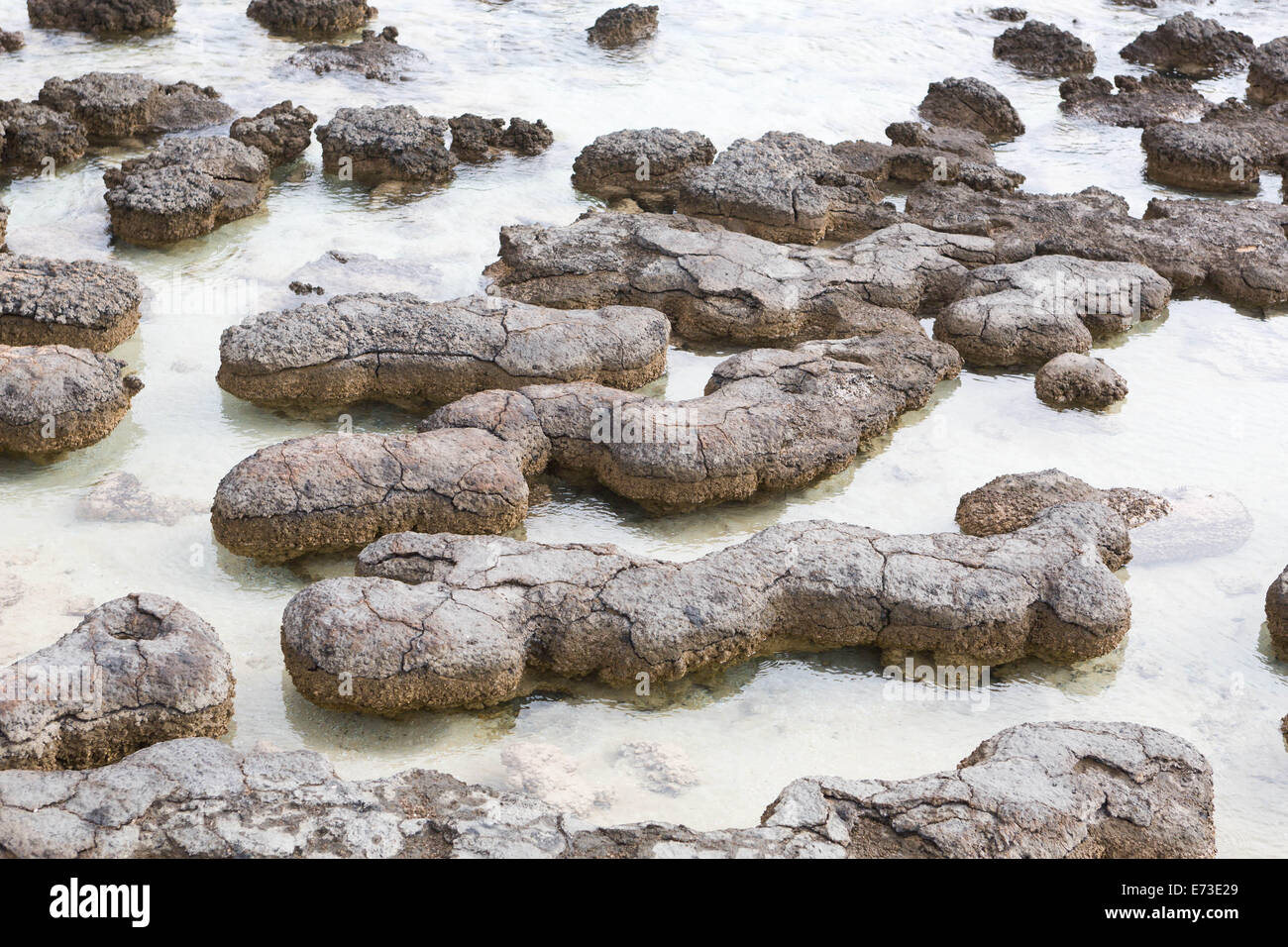 Stromatolites in Shark Bay Stock Photo