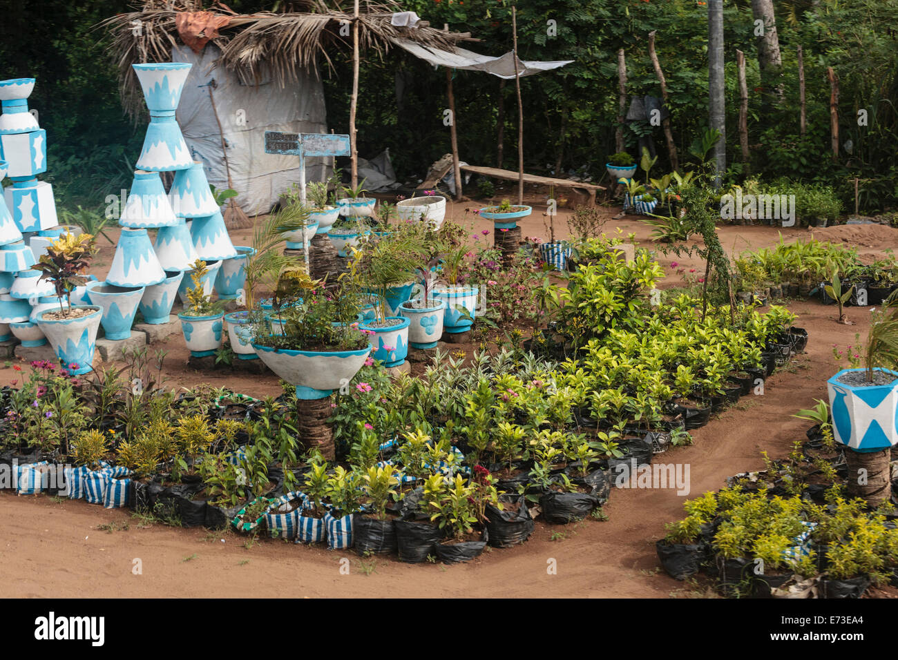 Africa, Benin, Cotonou. Roadside nursery Stock Photo Alamy