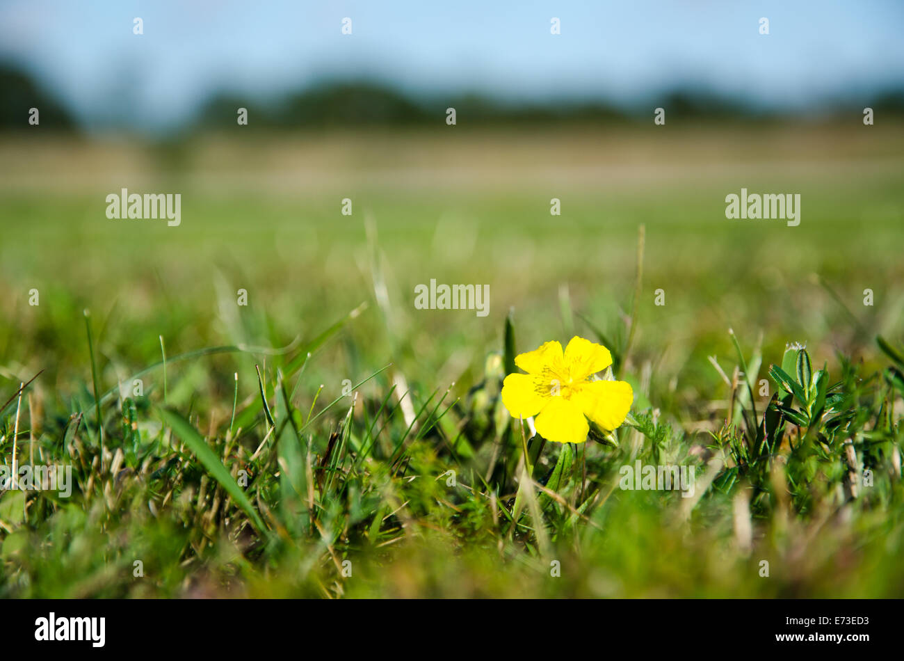 Closeup of a single yellow rockrose in green grass Stock Photo