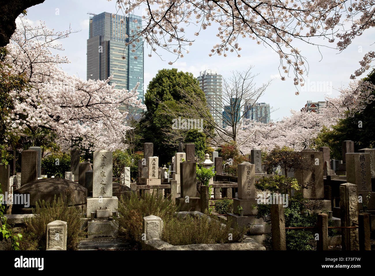 Aoyama cemetery during cherry blossom season in Tokyo, Japan, Asia. Japanese graveyard with trees, graves, tombs and skyscrapers during spring Stock Photo