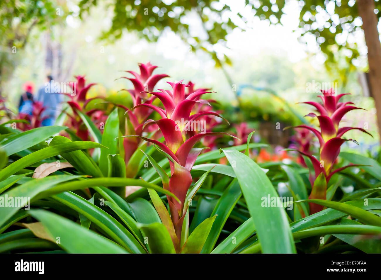 Bromeliads in the flower garden Stock Photo
