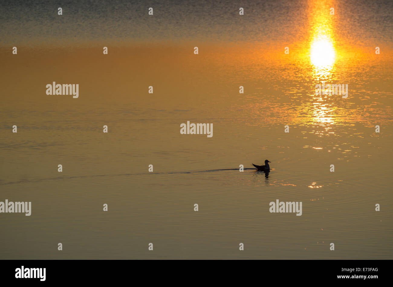 Sunset with an alone bird swimming in water with golden reflections Stock Photo