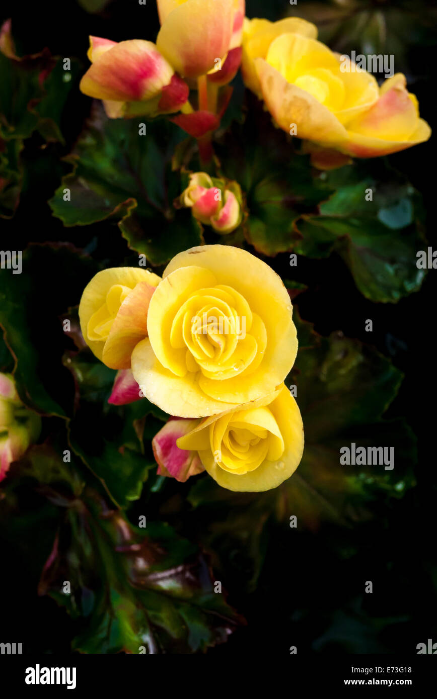Beautiful background of flowers big begonias Stock Photo - Alamy