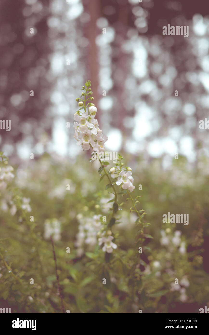 Vintage white flower with nature Stock Photo