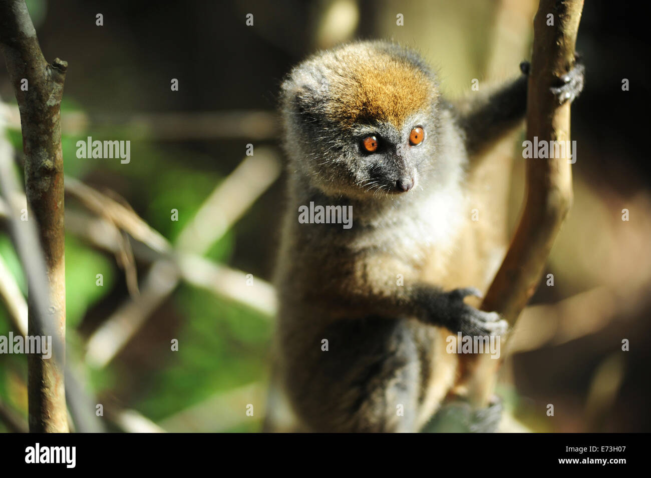 Madagascar, Andasibe, Ile Aux Lemuriens, baby endangered primate Golden Bamboo Lemur (Hapalemur aureus). Stock Photo