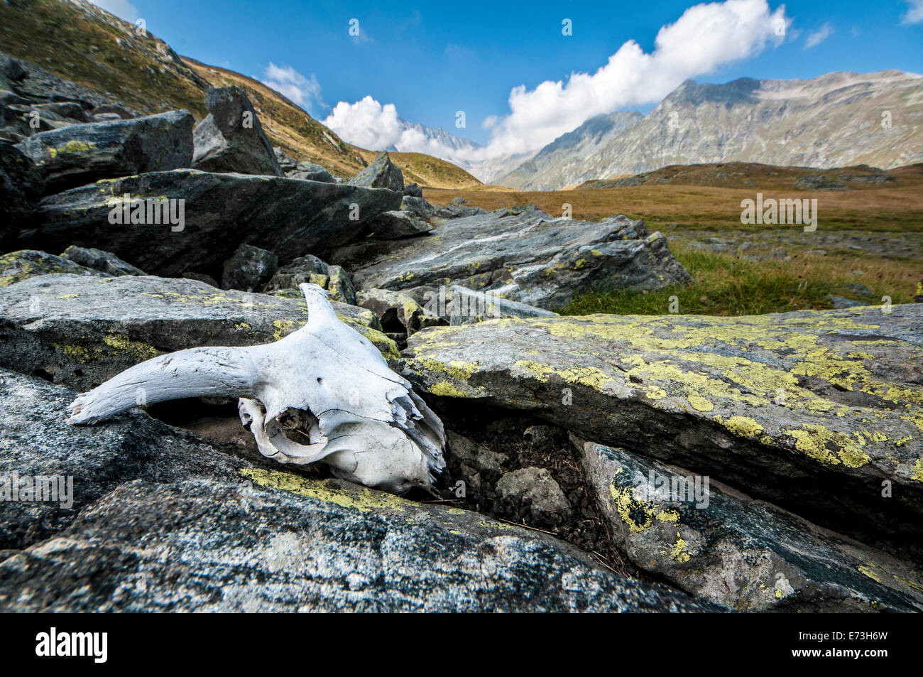 Animal skull in a valley near Saas Fee, Piemote, Italy. Stock Photo