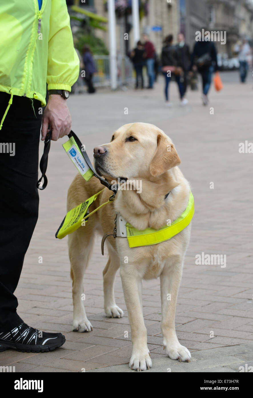 guide dog dogs assistance dog blind visually impaired vision assistance for the blind