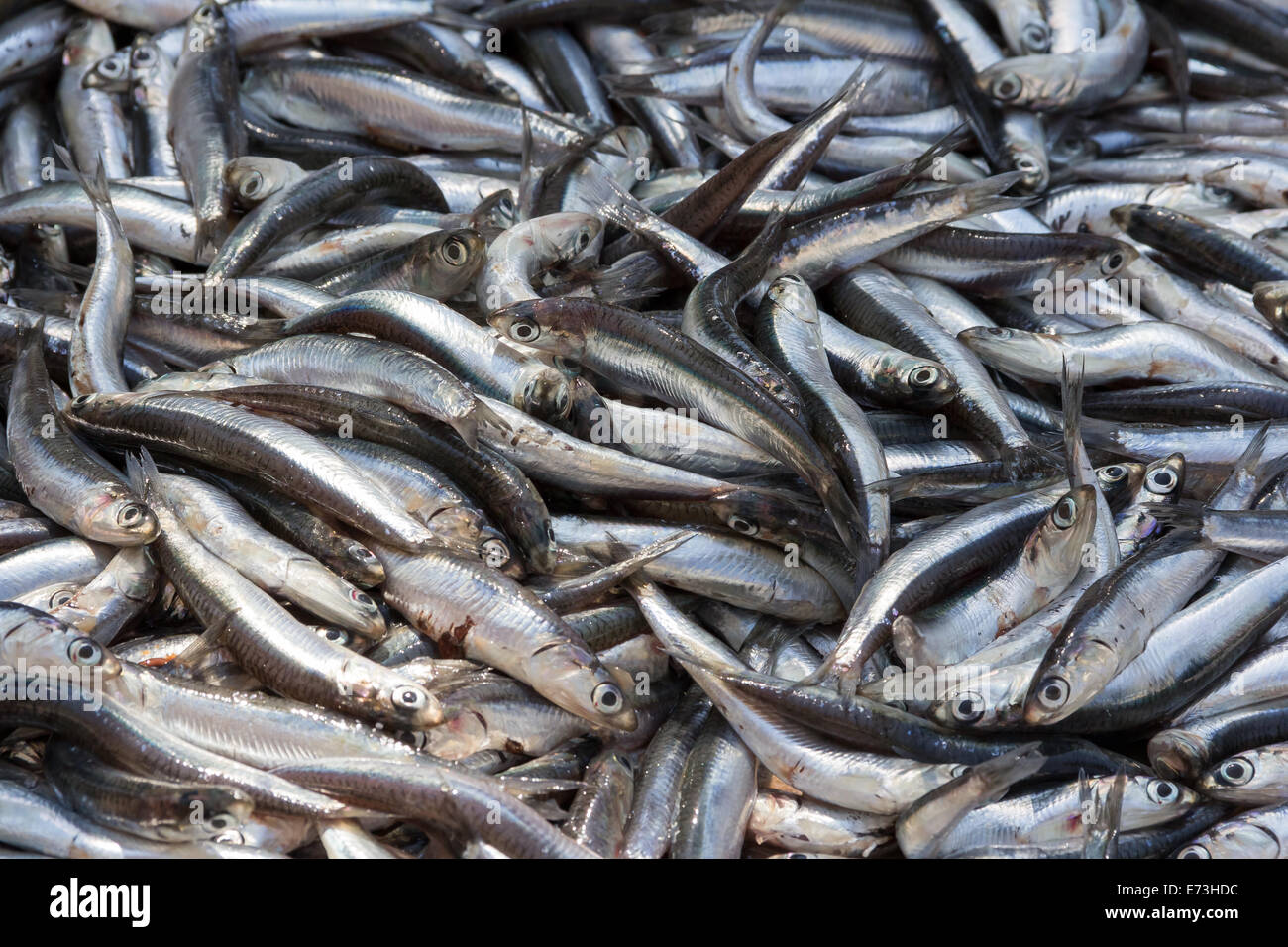 Lots of fish hi-res stock photography and images - Alamy