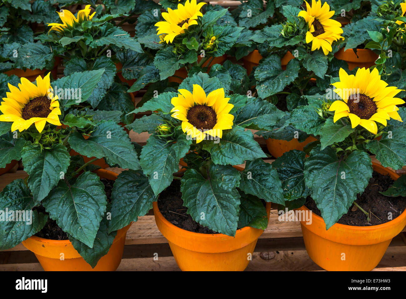 Sunflowers in terracotta pots Stock Photo Alamy