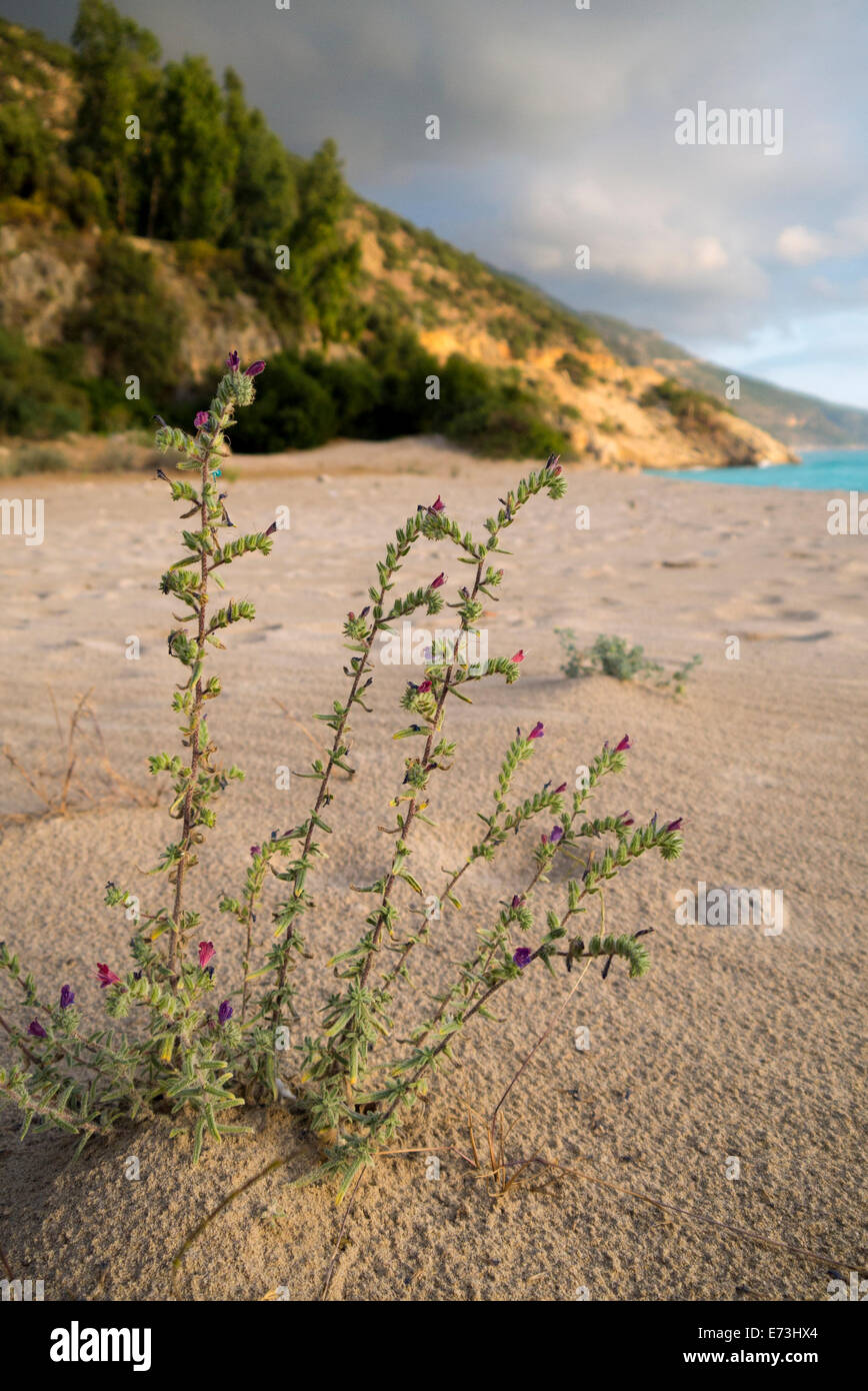 Plant growing on the beach at Olu Deniz Turkey. Stock Photo