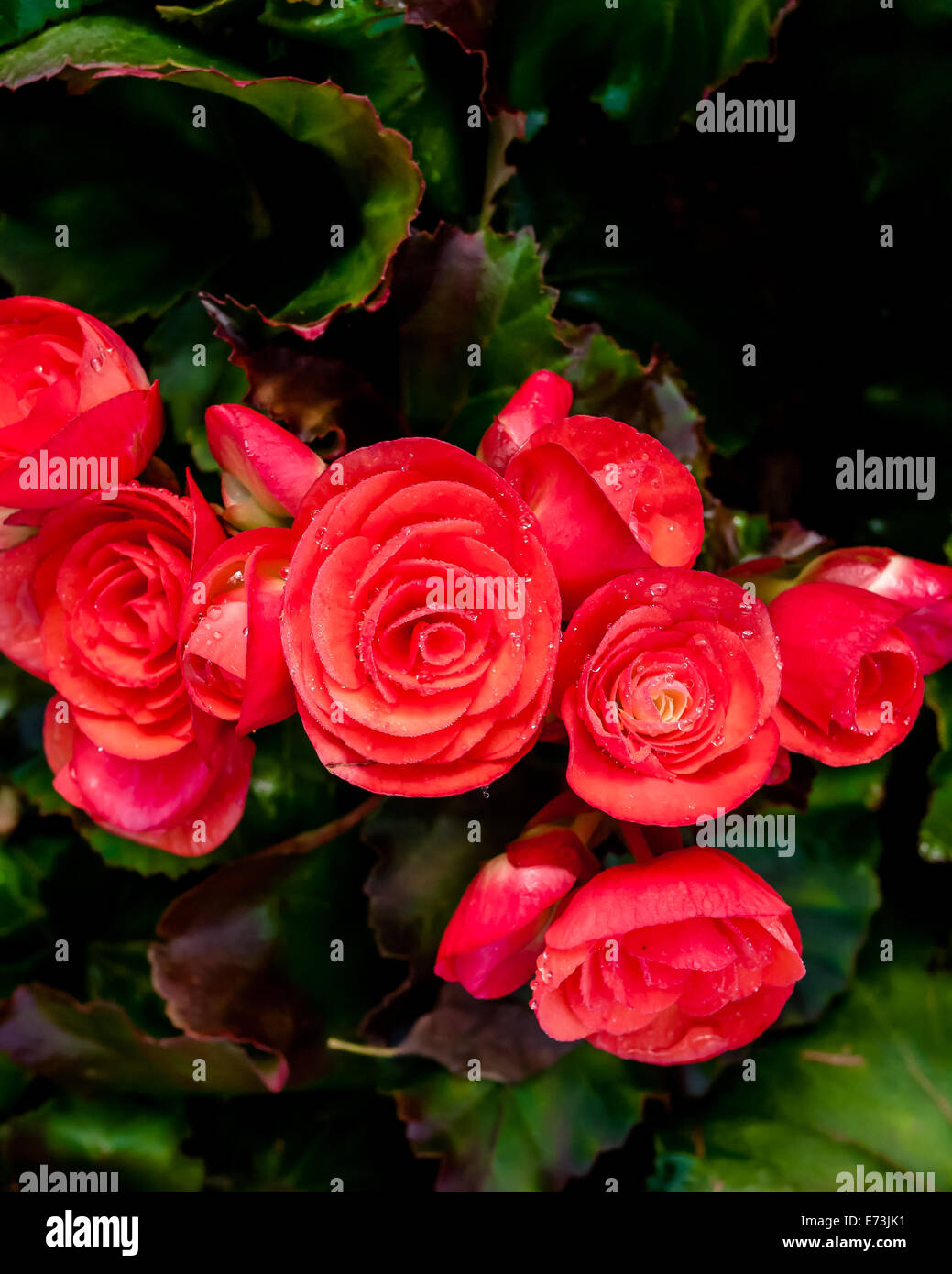 Beautiful background of flowers big begonias Stock Photo - Alamy