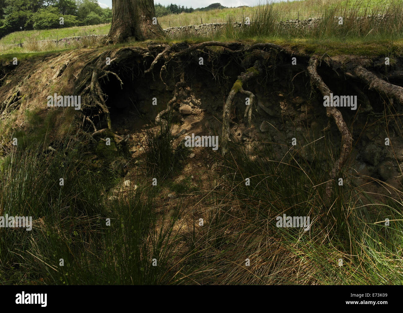 Shallow-roots of pine tree on glacial deposit river bank being exposed by lateral erosion of Marshaw Wyre, Trough of Bowland, UK Stock Photo